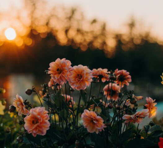 Rosa blommor i förgrunden med en solnedgång som bakgrund.